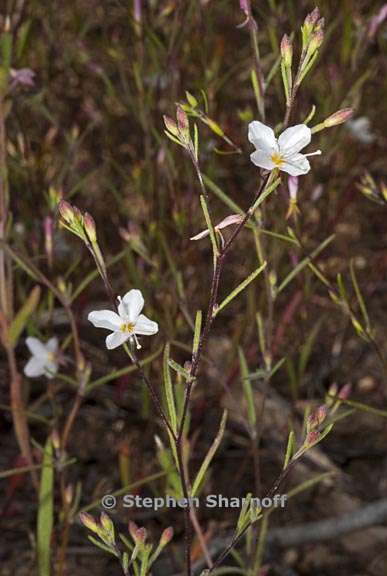 gayophytum eriospermum 1 graphic